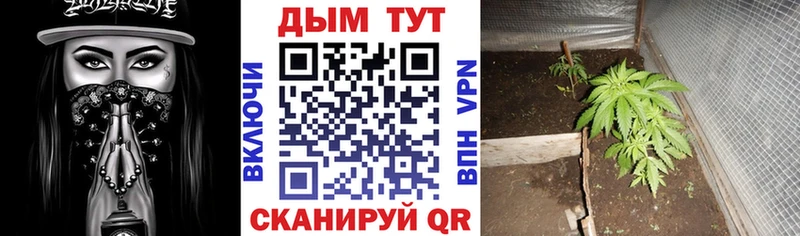 Шишки марихуана тримм  купить наркоту  Катав-Ивановск 